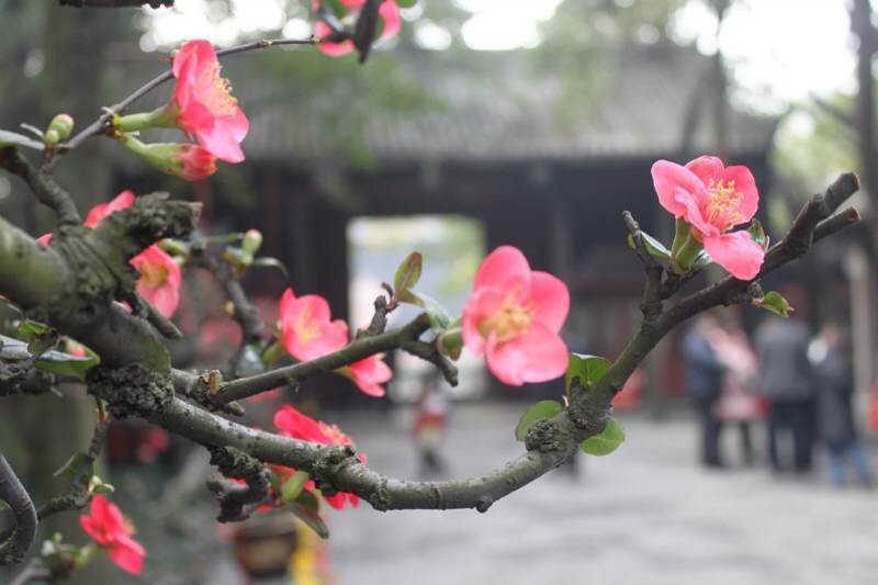 成都尋花問柳（3）：當年走馬錦城西，曾為梅花醉似泥