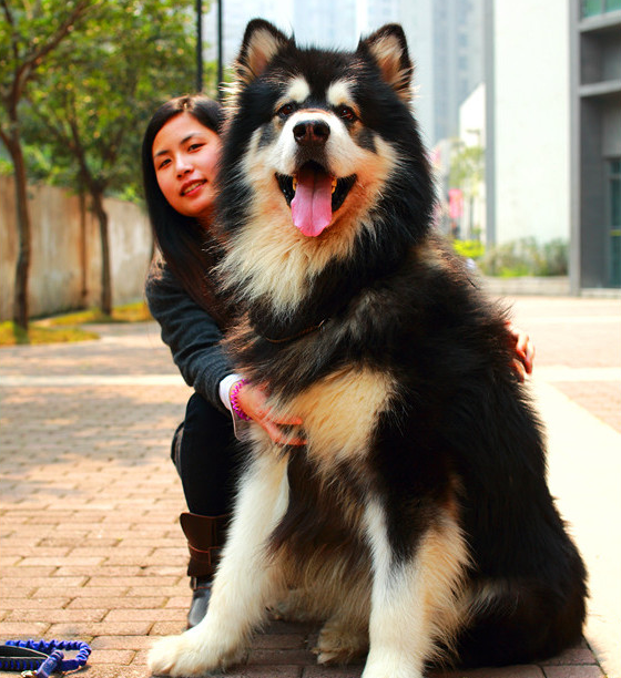 买什么狗好,买什么狗狗好养