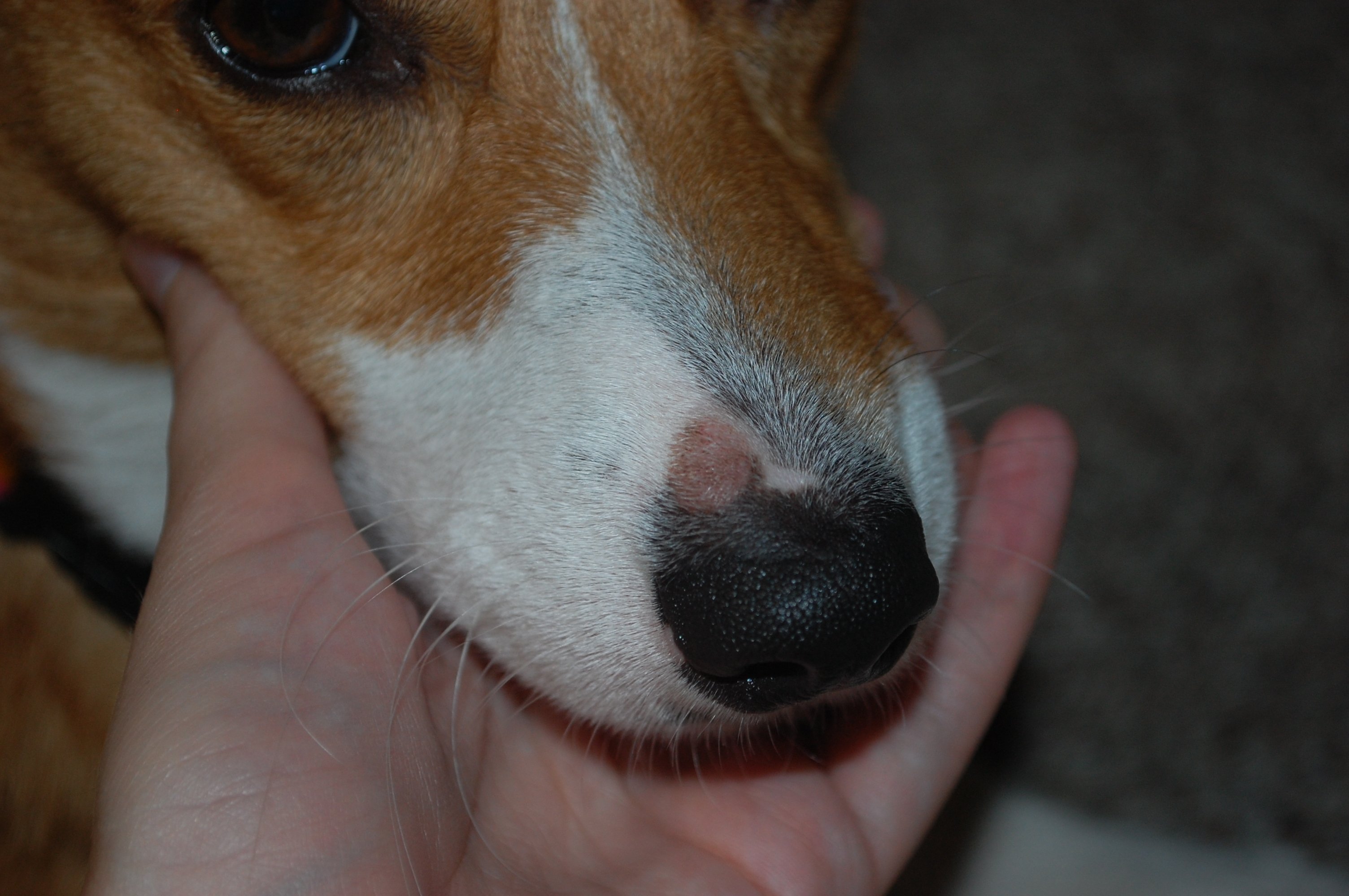 各种癣的症状图片大全(当狗狗患上皮肤癣) - 赤虎壹号