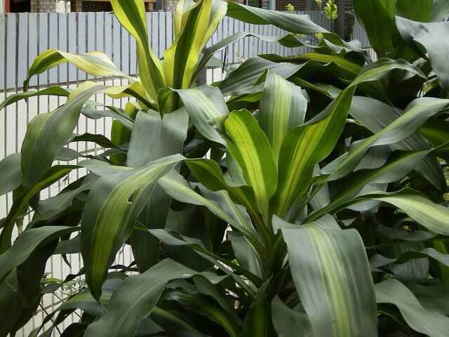 你知道也门铁这种观叶植物吗?也门铁怎么扦插繁殖?土培和水培