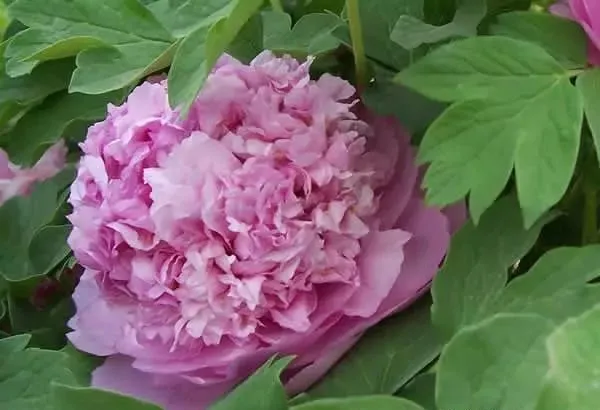 100种名贵牡丹鉴赏 绘画好素材（报花名）
