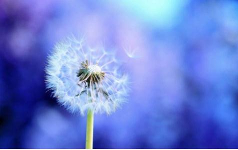 描写蒲公英的句子