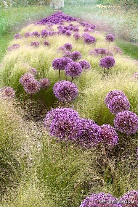 万年麻图片大全（13种适合庭院种植的花灌木）