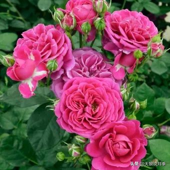 2020世界新品月季大赏，一起来看看都有哪些值得期待的新品种