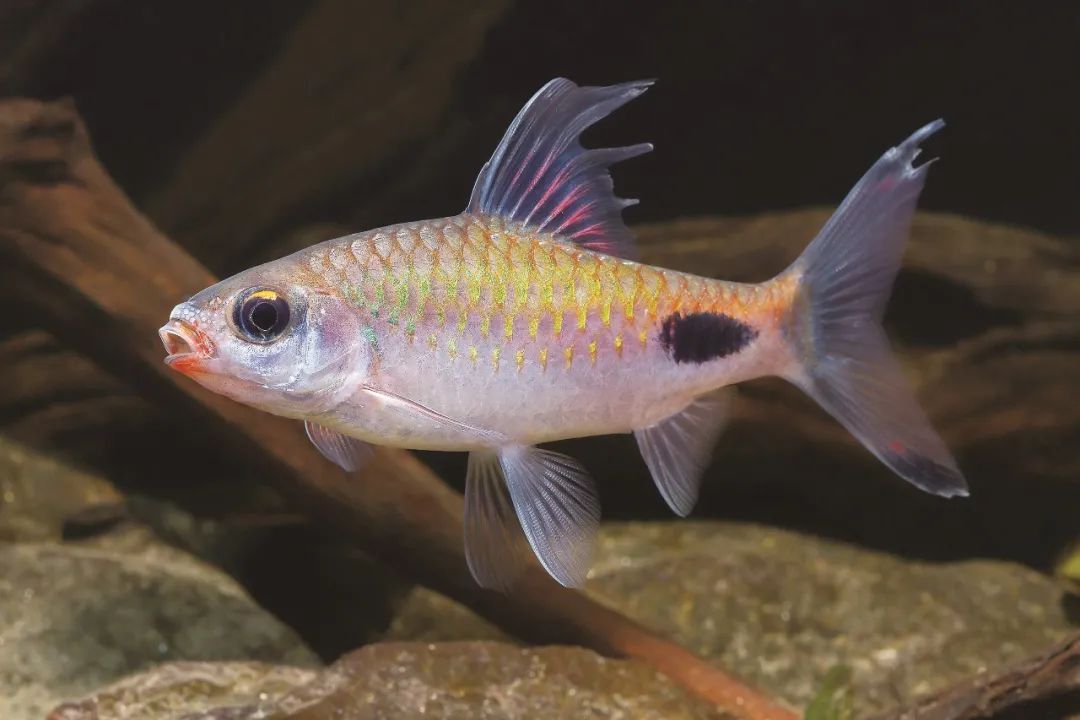 鱼类名称大全及图片淡水鱼有哪些