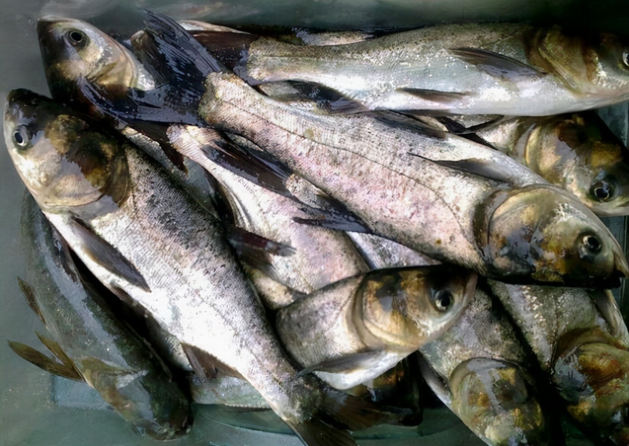 俗称"雄鱼",以头大而闻名,有水中清道夫之称,在湖南很受欢迎