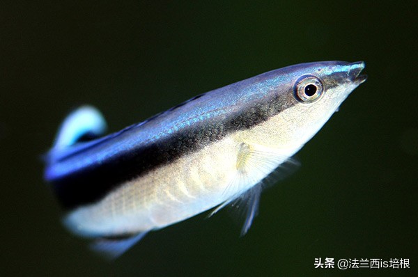 杀熟、欺善怕恶、做表面工作，这条小鱼掌握了全套市井伎俩