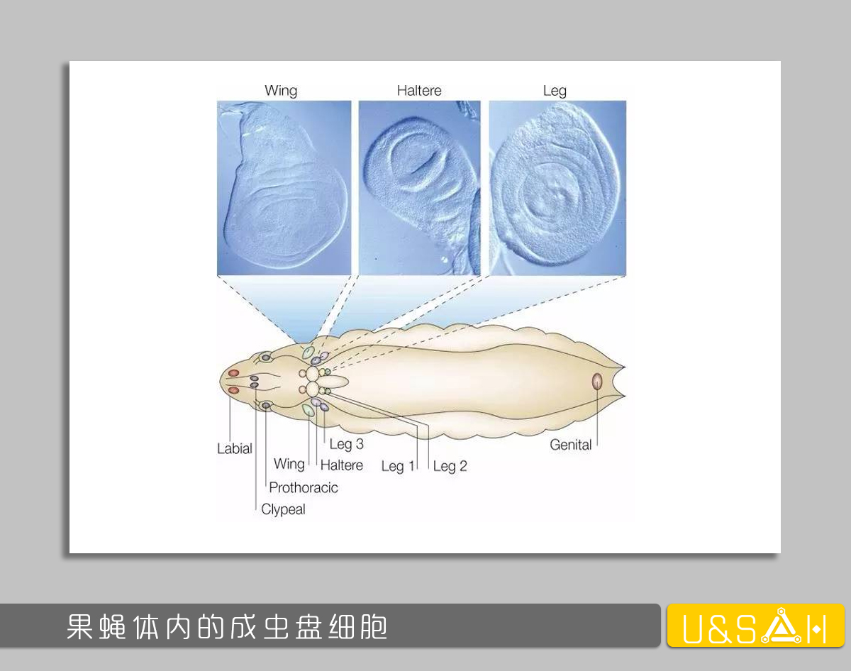 凡美丽的，都是残忍的——你一定想不到蝴蝶是多么的变态