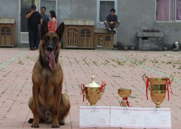 史宾格犬的优点和缺点（搜救犬中的四大天王）