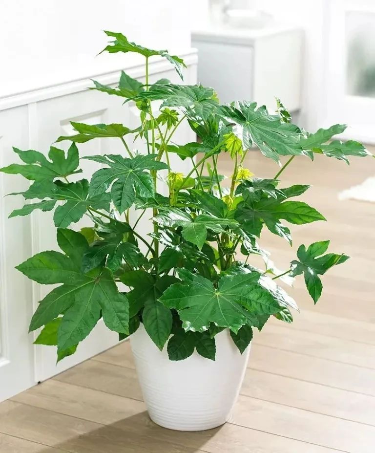 盆栽植物大全及名称（盘点18种好看必养的盆栽植物）