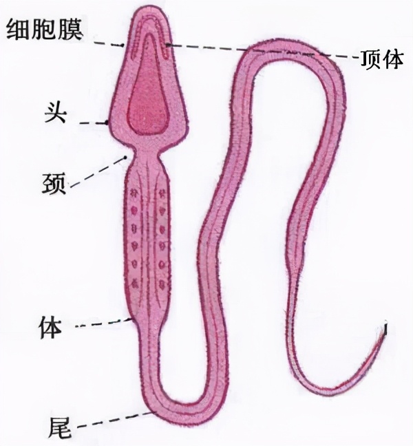 女子同房到怀孕图解