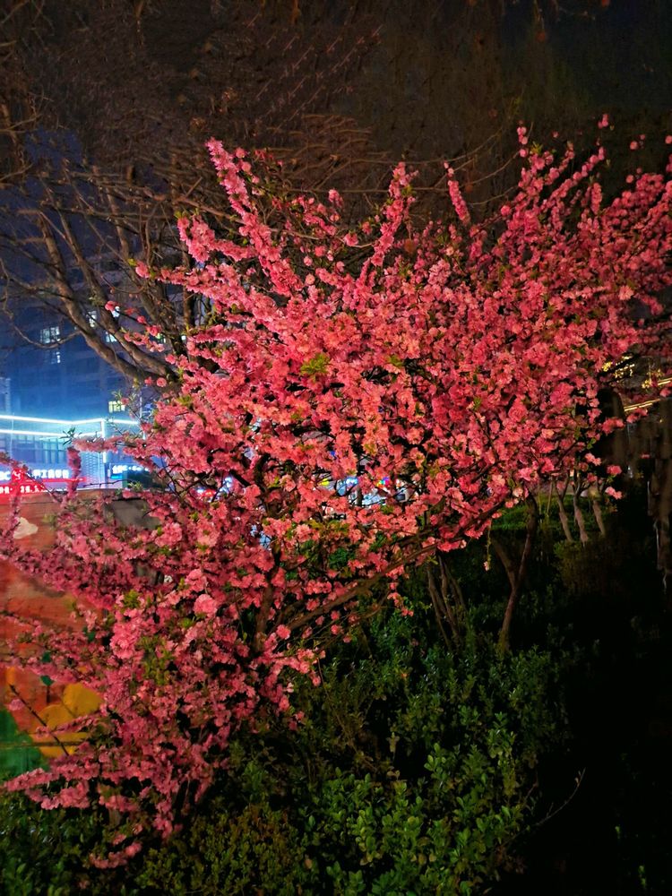 博山夜色春华俏，樱花玉兰枝头闹