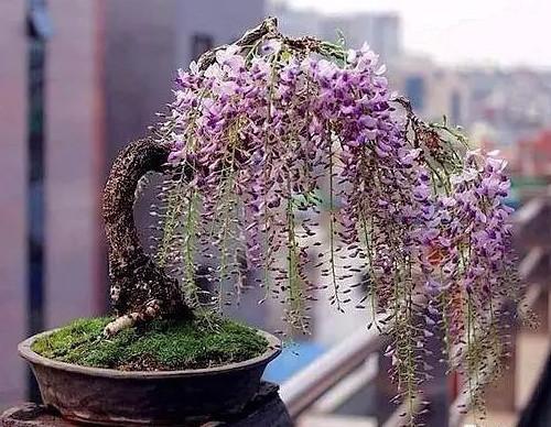 紫藤繁殖方法图片
