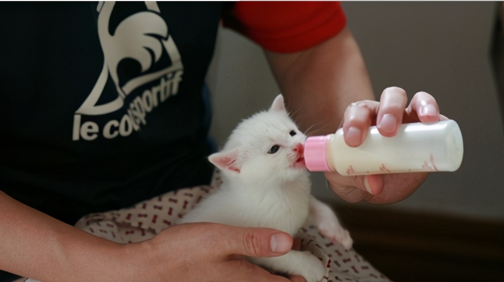 一个月的猫可以吃猫粮吗（幼猫饲养注意事项新手可以放心）