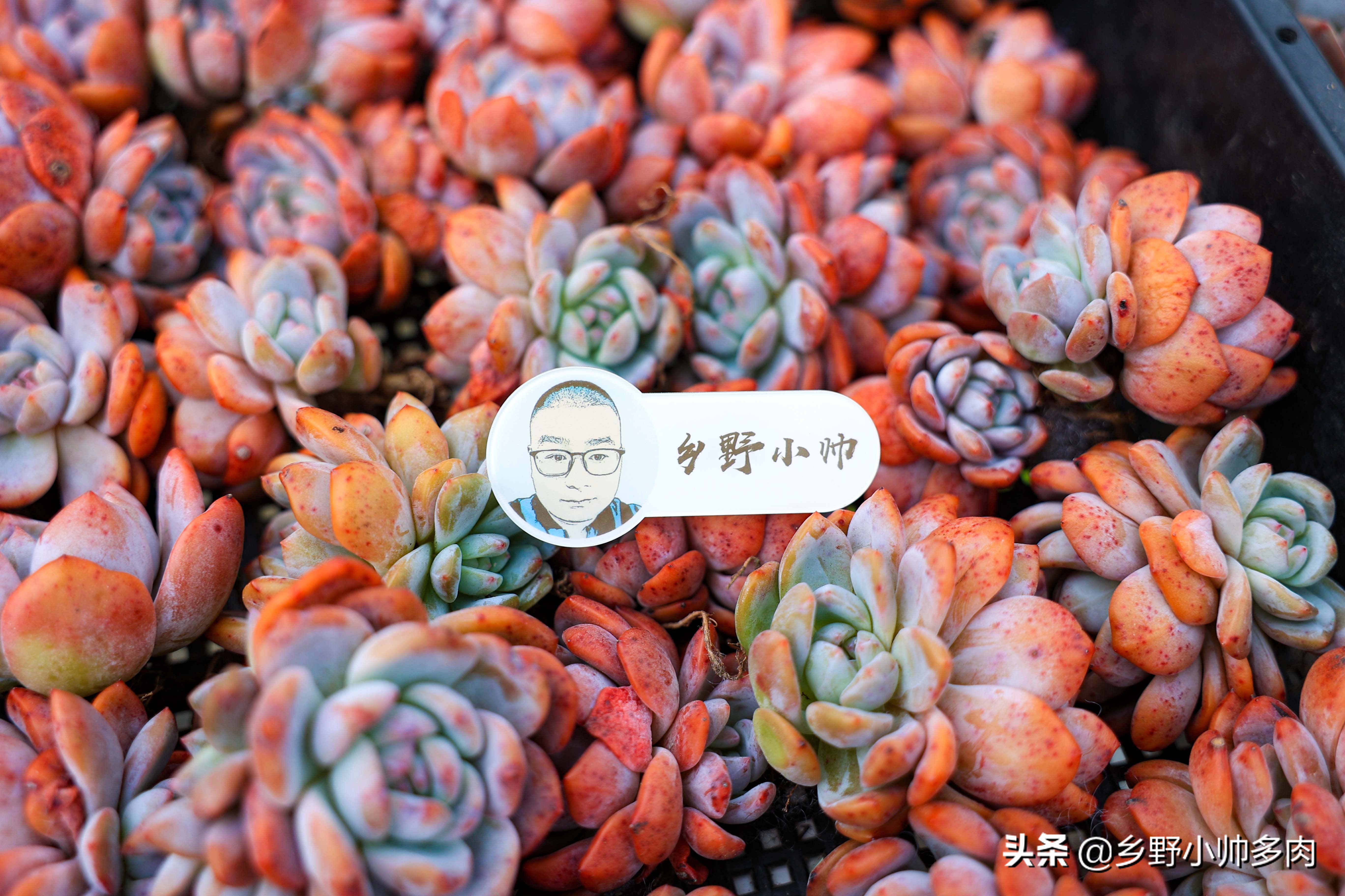 复合肥、有机肥、缓释肥,多肉用肥到底怎么选?听小帅讲解
