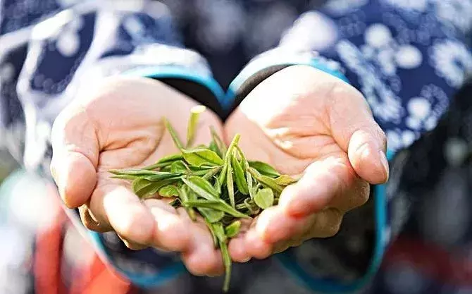 传销和P2P好躲，卖茶小妹难防！