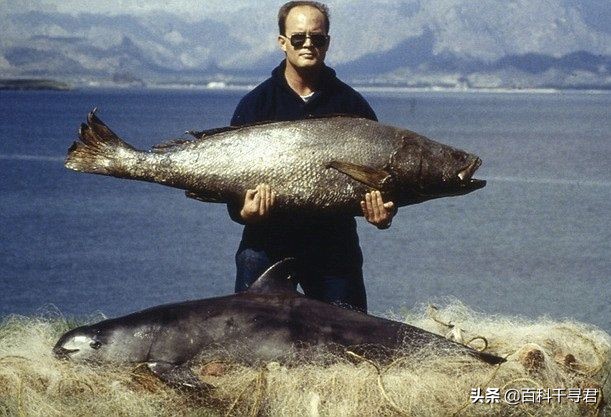 海豚是哺乳动物吗（现存数量只剩个位数的哺乳动物-加湾鼠海豚）