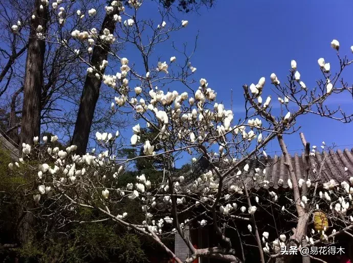 玉兰、紫玉兰、广玉兰、白兰花、木兰、望春、辛夷分别是什么花?