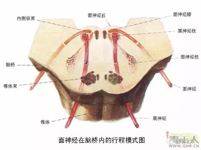 神经元结构示意图（神经元结构示意图手绘）-第26张图片-科灵网