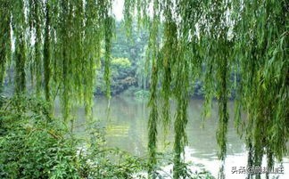 描写柳树诗词(53首)