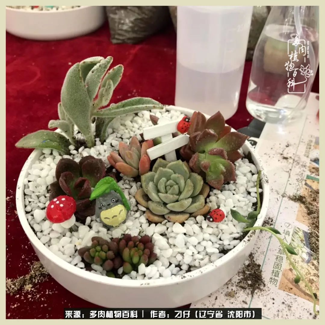 三年时间,多肉能养成什么样?