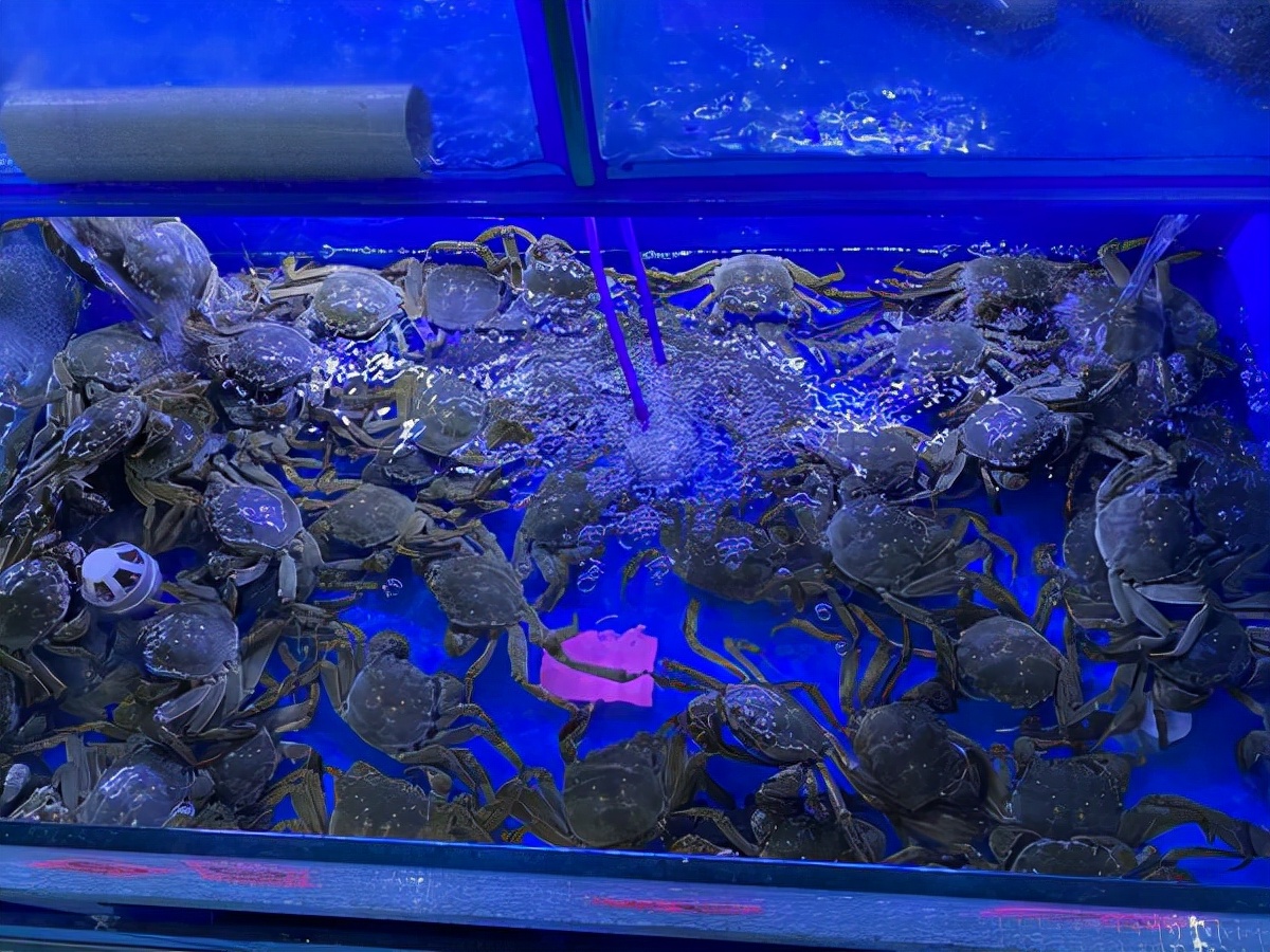螃蟹多少钱一斤今日郑州（普通螃蟹多少钱一斤）