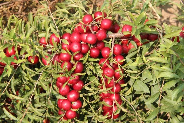 小时候经常吃的"高钙果",如今1斤20元,为何种植的人不多