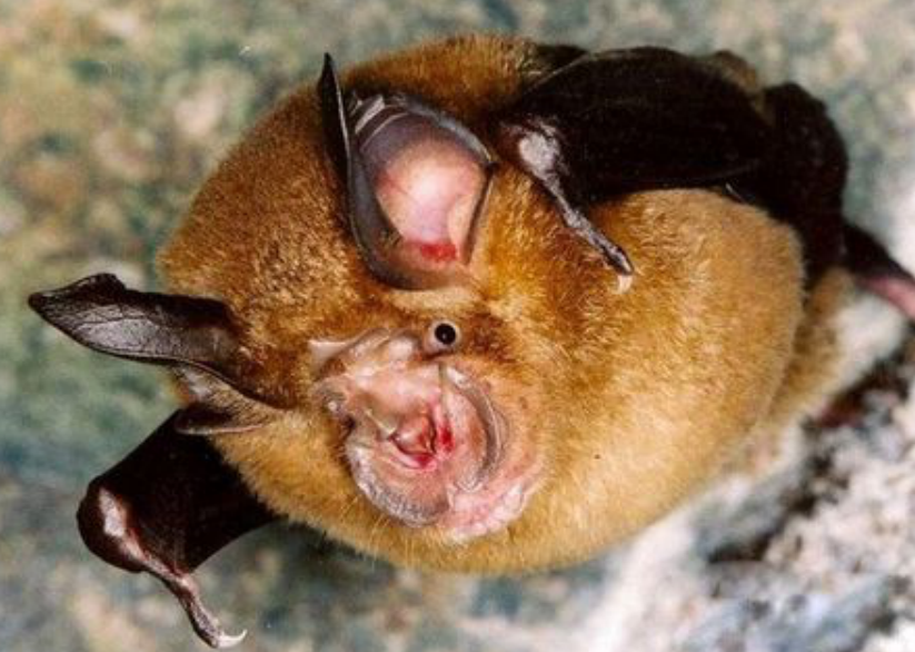 四川一果子狸头破血流闯工地,什么是果子狸?为什么会禁止食用它