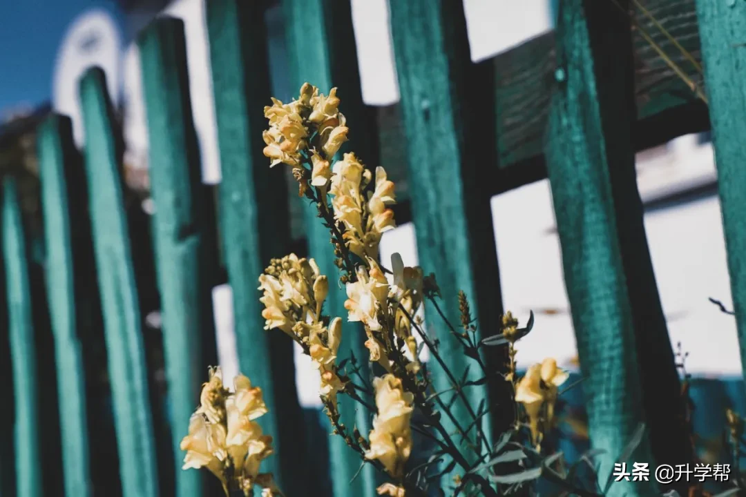 2020年农业农村部28个重点农业扶持项目