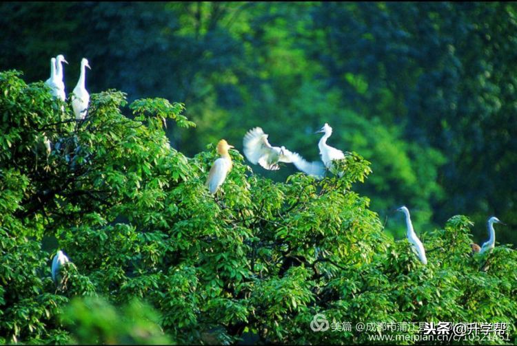 北大附属实验学校招聘（北大附属蒲江实验学校招聘公告）