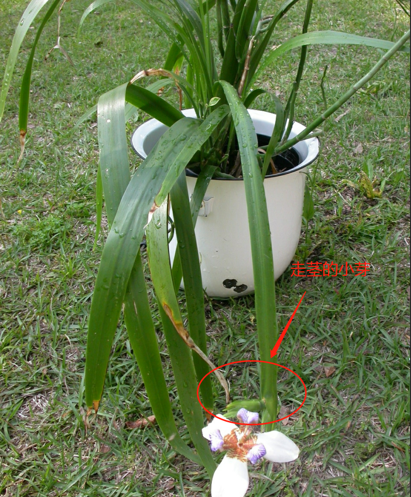 巴西鸢尾花图片（巴西鸢尾花的种植方法技巧及注意事项）