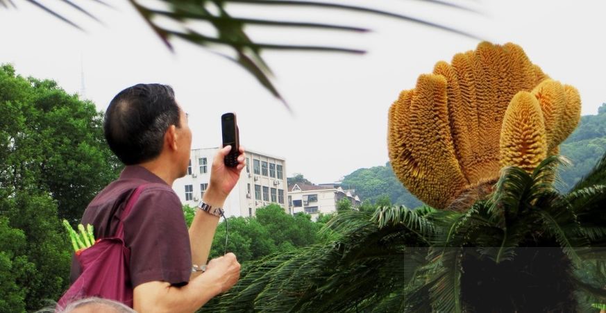 铁树会开花吗？为何很少见铁树开花？