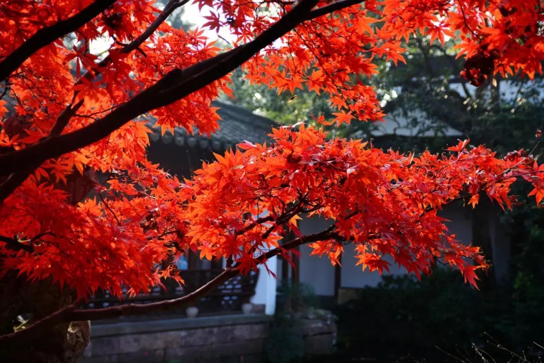 清霜醉枫叶，淡月隐芦花。读古诗词，品旧时光里那一川浓浓枫味