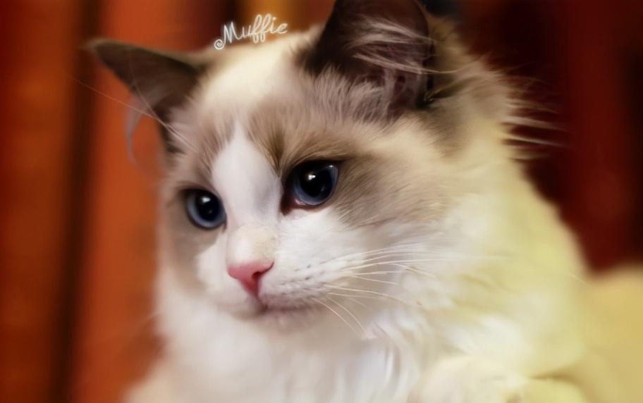 世界上最乖巧的10种猫咪,据说无人能抵挡住它们的温柔