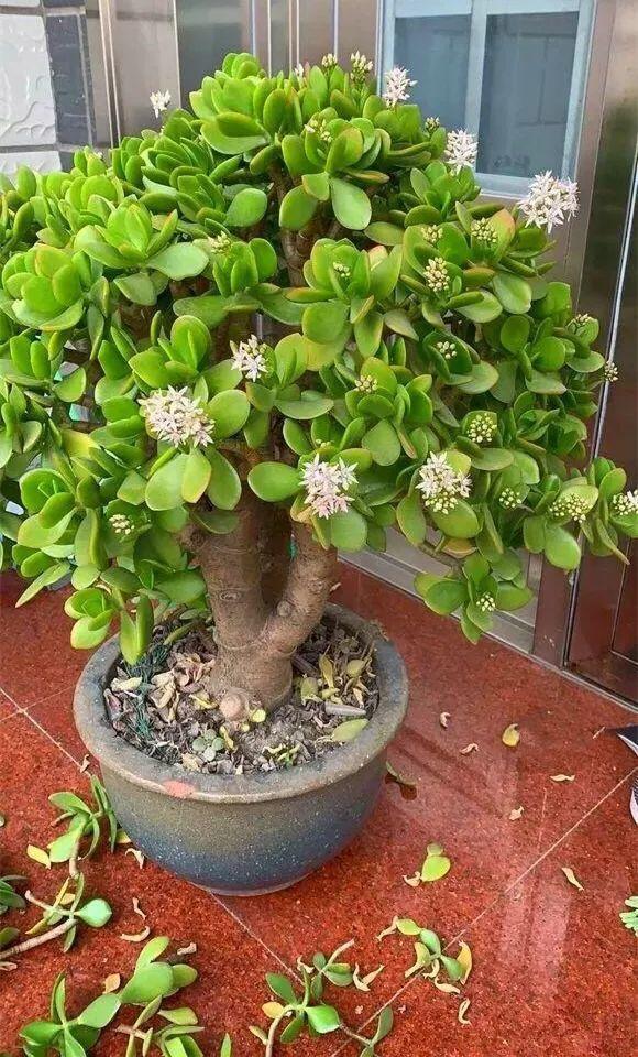 公认好养的“十种花”，绿萝只能排最后一名，养死过一半的请举手