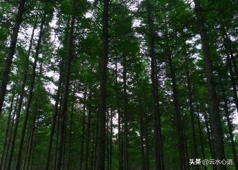 苏轼的一首七言诗，畅谈读书和做人，一辈子至少要读一遍