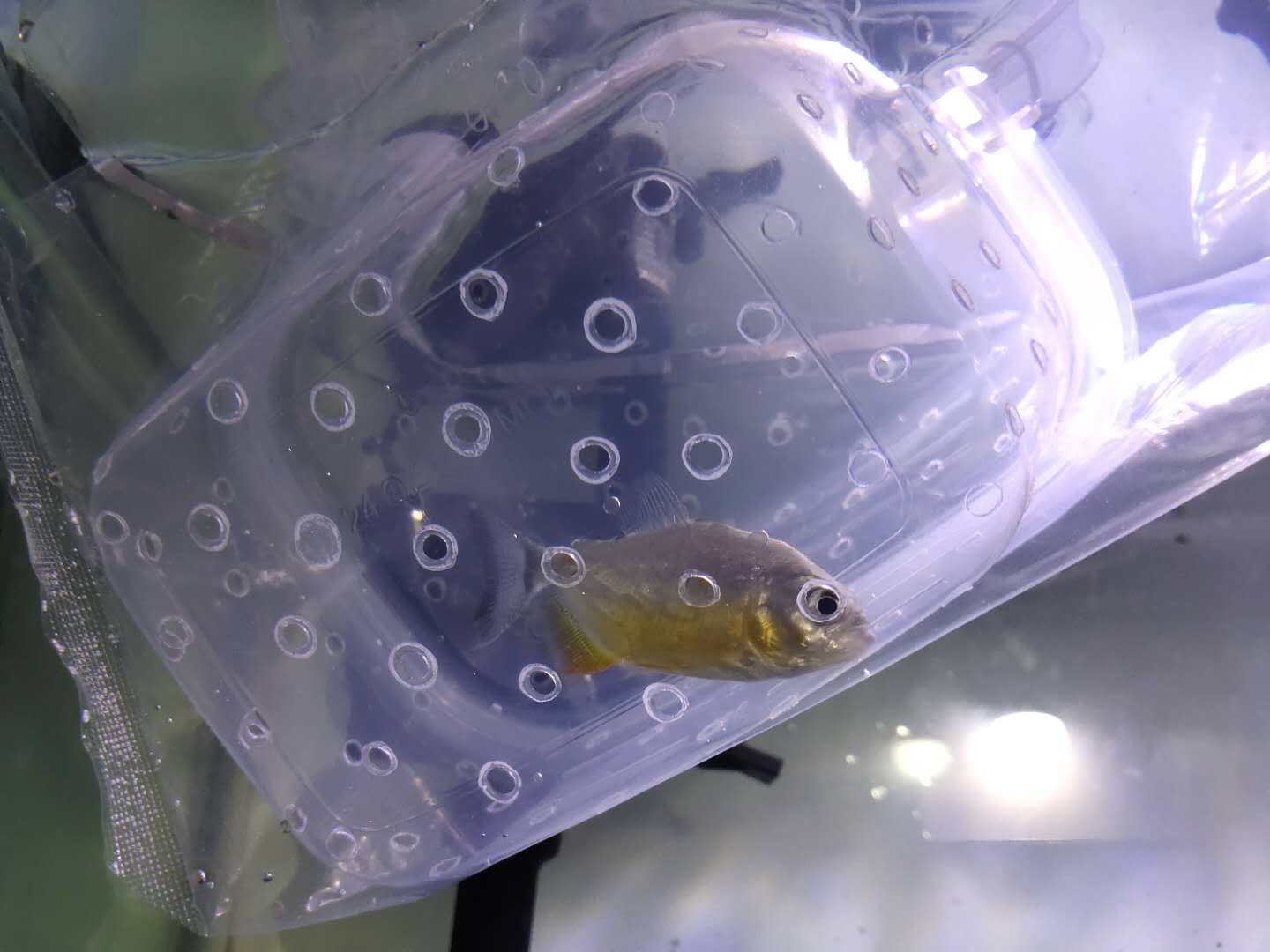 最常见,易饲养的三种水虎鱼,它们的色泽和价格有什么区别?