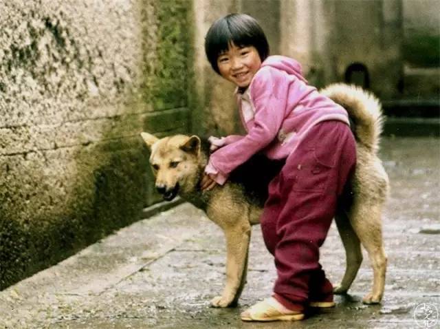 这几种小型犬可不是“白眼狼”，给它一口吃的，就会跟你一辈子