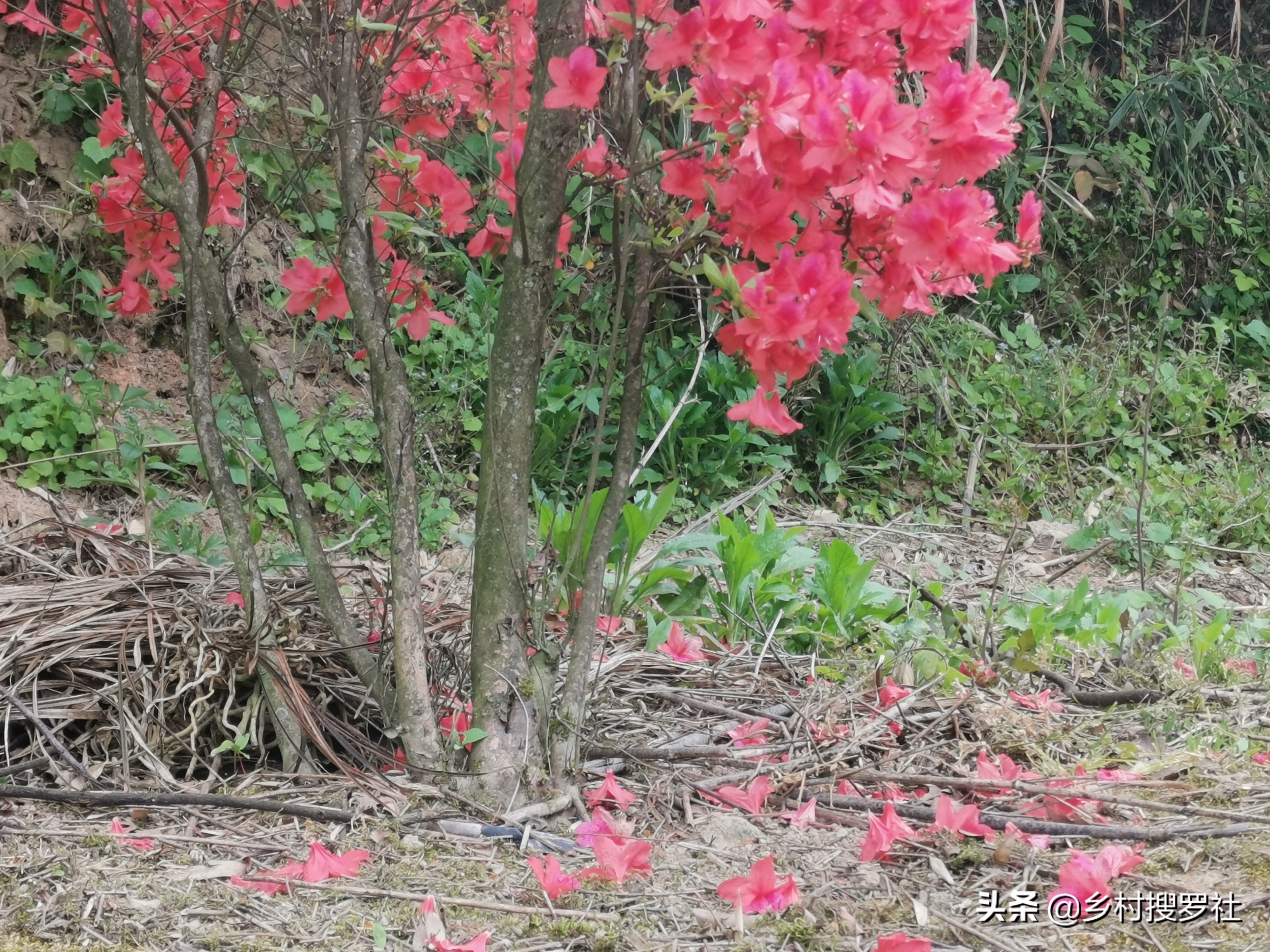 映山紅的養殖方法和注意事項(5個步驟映山紅更紅更豔)