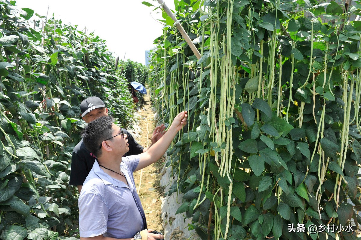 缸豆,缸豆和豇豆的区别