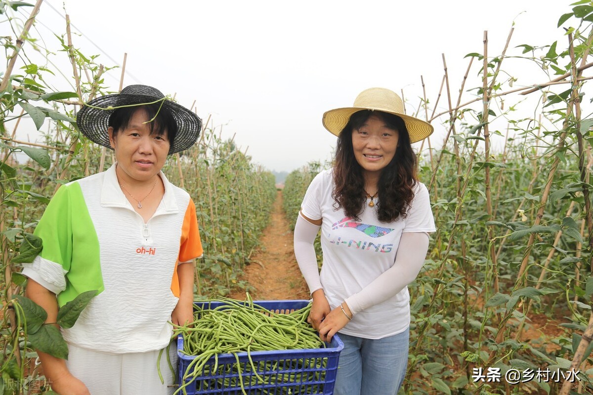 缸豆,缸豆和豇豆的區(qū)別