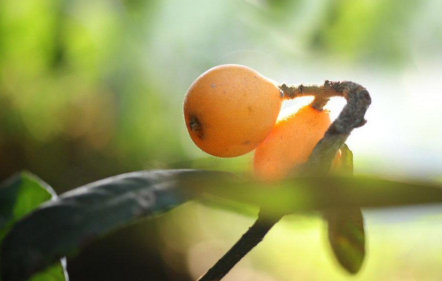 五月枇杷黄似橘，古诗词里的枇杷，这12首古诗你都知道吗？