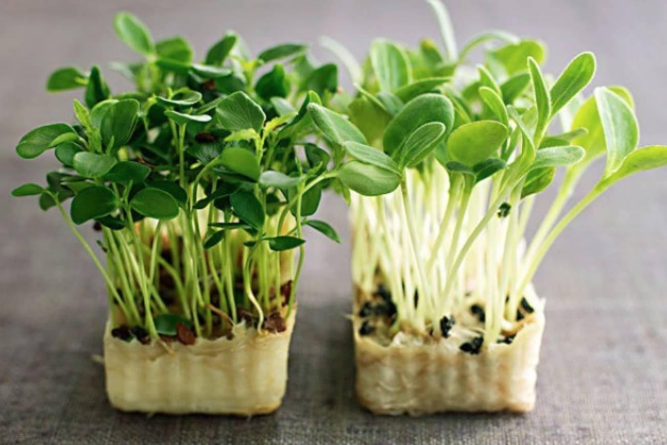 关于芽苗菜,你知道多少?