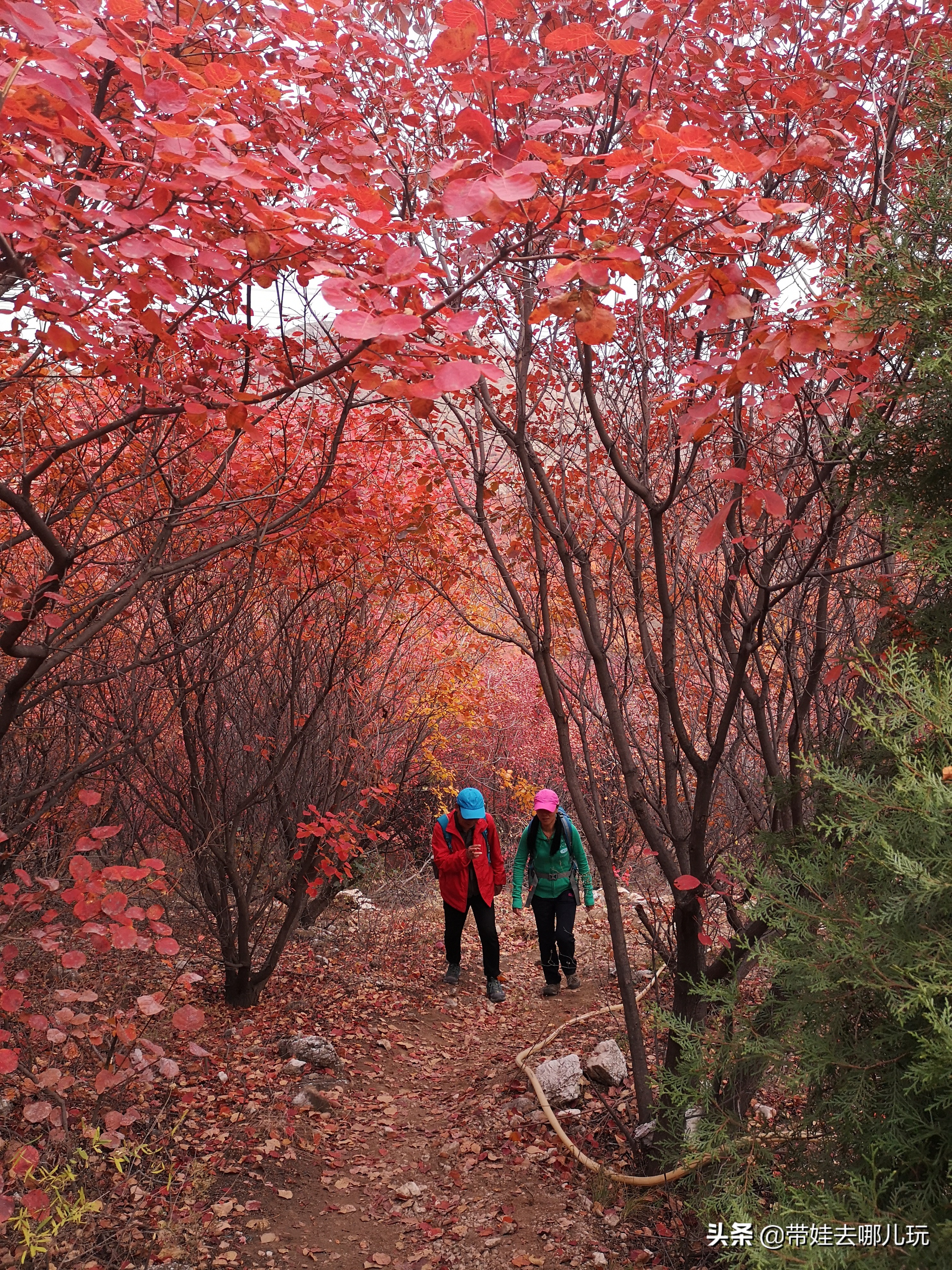 順義玻璃棧道門票價格賞紅何必非去香山坡峰嶺