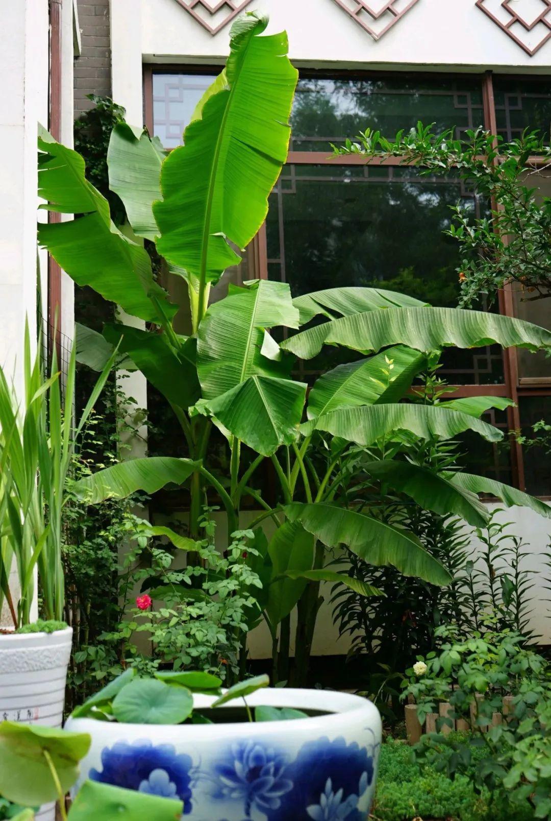 芭蕉叶月季花怎么养比较好图文