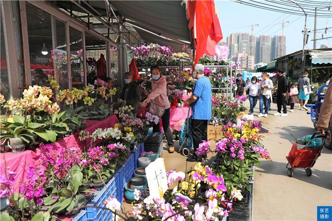 广州花卉批发市场(春节到,逛广州最大的岭南花卉市场,买盆年花就过年)