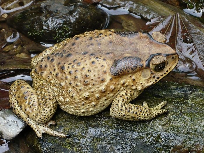 中华蟾蜍的案件