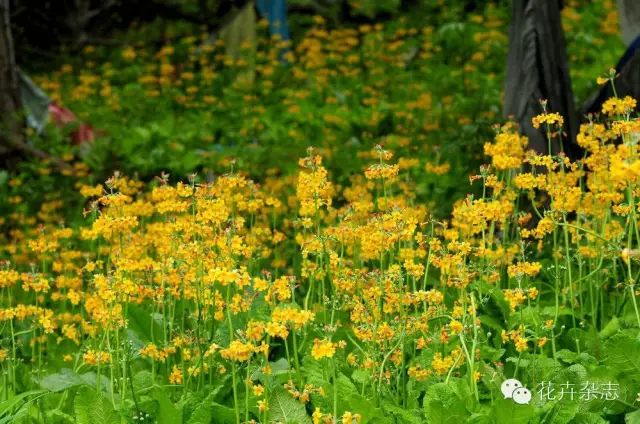 中国野花观花地点推荐