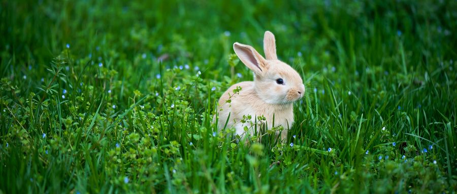 怎样养兔，兔子的六大养殖技术？