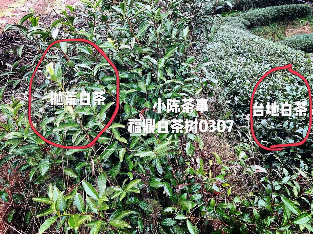 新茶和老茶、春茶和秋茶、散茶和饼茶，白茶的分类你都了解吗？